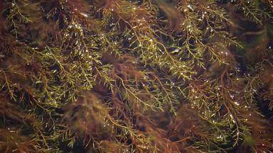 灌木丛海藻类cystoseirabarbata沿海区<strong>语言</strong>利曼河口乌克兰